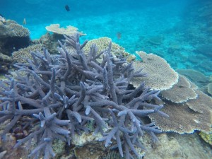 モリモリの珊瑚