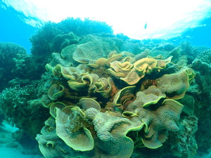 珊瑚ポイント