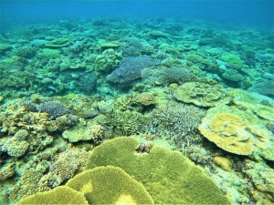 モリモリ珊瑚