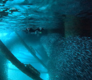 シュノーケリング