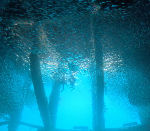 シュノーケリング